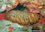 Image result for "holothuria Mexicana". Size: 146 x 106. Source: inpn.mnhn.fr