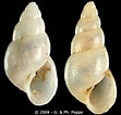 Afbeeldingsresultaten voor "odostomia Scalaris". Grootte: 111 x 106. Bron: www.gastropods.com