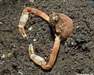 Image result for "menaethius Orientalis". Size: 132 x 106. Source: www.underwaterkwaj.com