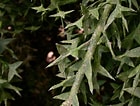 Image result for "acanthocolla Cruciata". Size: 140 x 106. Source: www.phytoimages.siu.edu