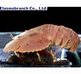 Image result for "ibacus Ciliatus". Size: 116 x 106. Source: store.shopping.yahoo.co.jp
