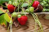 Image result for Strawberry Plants. Size: 162 x 106. Source: www.thespruce.com