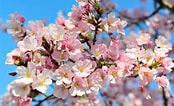 Afbeeldingsresultaten voor Cherry Blossom. Grootte: 174 x 106. Bron: resepburgopalembang.blogspot.com