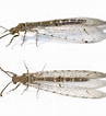 Image result for "lopadorhynchus Appendiculatus". Size: 97 x 106. Source: www.flickr.com
