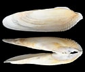 Afbeeldingsresultaten voor Pholas dactylus Stam. Grootte: 125 x 106. Bron: www.colleconline.com