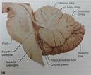 Witte dunschaal Anatomie માટે ઇમેજ પરિણામ. માપ: 129 x 106. સ્ત્રોત: ar.inspiredpencil.com