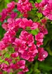 Image result for "bougainvillea Pyramidata". Size: 74 x 106. Source: throughaphotographerseyes.blogspot.com