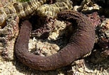 Image result for Holothuria insignis. Size: 154 x 106. Source: www.meerwasser-lexikon.de