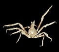 Image result for Achaeus trituberculatus Stam. Size: 121 x 106. Source: www.crustaceology.com