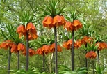 Image result for Fritillariae. Size: 154 x 106. Source: worldoffloweringplants.com