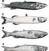 Image result for Conocara macropterum Familie. Size: 102 x 106. Source: www.researchgate.net