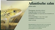 Bilderesultat for Atlantische zalm Habitat. Størrelse: 193 x 106. Kilde: www.onzenatuur.be