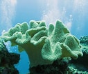 Image result for Zachte koralen Lijst. Size: 127 x 106. Source: nl.dreamstime.com