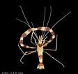 Afbeeldingsresultaten voor "stenopus Hispidus". Grootte: 112 x 106. Bron: www.crustaceology.com
