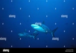 Image result for "carcharhinus Wheeleri". Size: 151 x 106. Source: www.alamy.com