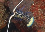 Image result for "panulirus Versicolor". Size: 151 x 106. Source: www.fishncorals.com