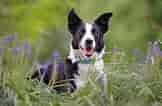 Image result for Border Collie. Size: 162 x 106. Source: petthisandthat.com