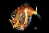 Image result for Ondina diaphana. Size: 159 x 106. Source: fishesofaustralia.net.au