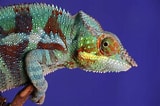 Image result for Chameleon Profile. Size: 160 x 106. Source: www.elmens.com
