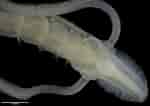 Image result for Magelona filiformis Stam. Size: 150 x 106. Source: www.marlin.ac.uk