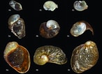 Image result for Velutina plicatilis Habitat. Size: 146 x 106. Source: www.researchgate.net