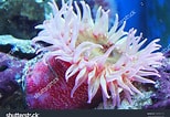 Image result for Urticina anemone. Size: 154 x 106. Source: www.shutterstock.com