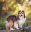 Image result for Shetland Sheepdog. Size: 103 x 106. Source: www.dogster.com