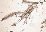 Image result for "diaphus Mollis". Size: 151 x 106. Source: spacedb.ucsd.edu