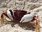 Image result for Horned Eye Ghost Crab. Size: 138 x 106. Source: www.christmasislandcrabs.com
