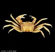 Image result for Ocypode ceratophthalmus Roofdieren. Size: 111 x 106. Source: www.crustaceology.com
