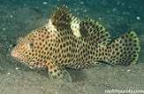 Image result for "epinephelus Caninus". Size: 163 x 106. Source: reeflifesurvey.com