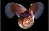 Image result for "Limacina trochiformis". Size: 167 x 106. Source: alchetron.com
