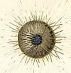 Afbeeldingsresultaten voor "Aulacantha Cannulata". Grootte: 104 x 106. Bron: www.radiolaria.org