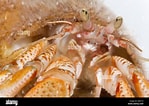 Image result for "anapagurus Laevis". Size: 149 x 106. Source: www.alamy.com