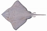 Tamaño de Resultado de imágenes de "bathyraja Richardsoni".: 158 x 106. Fuente: fishesofaustralia.net.au