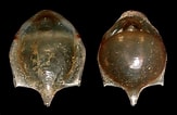 Afbeeldingsresultaten voor "cavolinia Tridentata". Grootte: 163 x 106. Bron: seaslugsofhawaii.com