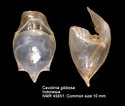 Image result for "cavolinia gibbosa Gibbosa". Size: 125 x 106. Source: gastropoda.weebly.com