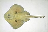 Image result for "raja Naevus". Size: 161 x 106. Source: www.nhm.ac.uk