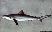 Image result for "carcharhinus Signatus". Size: 171 x 106. Source: www.floridamuseum.ufl.edu