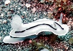 Afbeeldingsresultaten voor Blue and white Sea slug. Grootte: 150 x 106. Bron: www.pinterest.jp