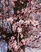 Afbeeldingsresultaten voor Cherry Blossom. Grootte: 85 x 106. Bron: jooinn.com