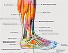 Image result for Puitaal Anatomie. Size: 135 x 106. Source: www.etsy.com