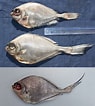 Image result for "grammicolepis Brachiusculus". Size: 95 x 106. Source: www.researchgate.net