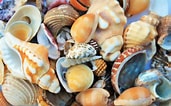 Image result for Seashells. Size: 171 x 106. Source: www.publicdomainpictures.net