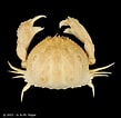 Image result for "calappa Lophos". Size: 109 x 106. Source: www.crustaceology.com