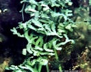 Image result for "icosaspis Serrulata". Size: 133 x 106. Source: www.aquaportail.com