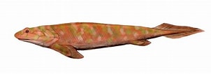 Image result for "panturichthys Fowleri". Size: 302 x 106. Source: www.science20.com