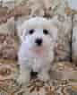 Image result for Coton de Tulear Valper. Size: 86 x 106. Source: www.greenfieldpuppies.com