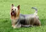 Billedresultat for Silky Terrier. størrelse: 151 x 106. Kilde: www.petsmagazine.com.au