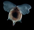 Image result for "cavolinia inflexa Imitans". Size: 118 x 106. Source: opistobranquis.info